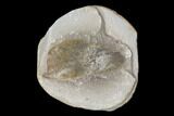 Fossil Neuropteris Seed Fern (Pos/Neg) - Mazon Creek #89945-2